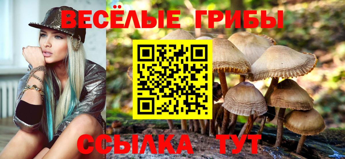 Галлюциногенные грибы Psilocybe Фурманов